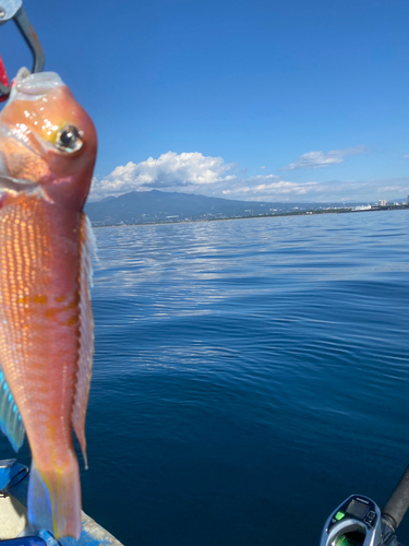 アマダイの釣果