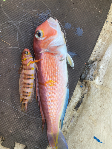 アマダイの釣果