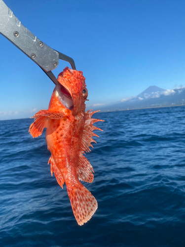 アマダイの釣果