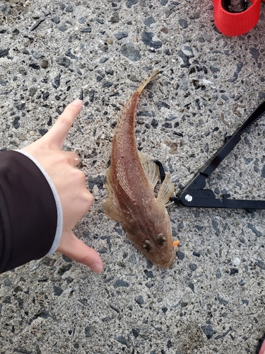 マゴチの釣果