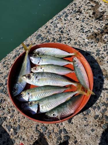 カワハギの釣果