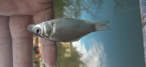 フナの釣果