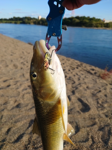 ニゴイの釣果