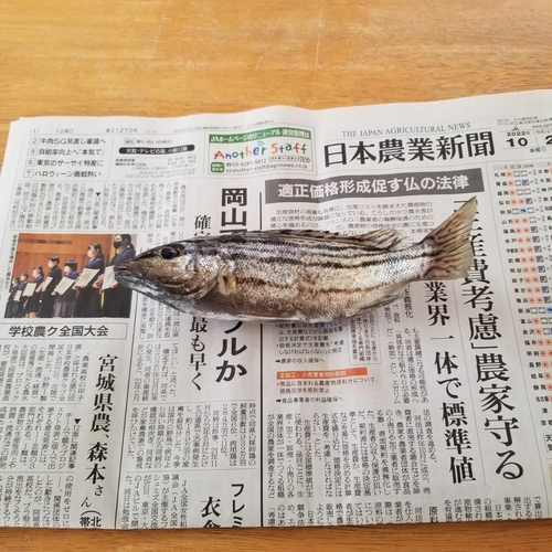 シマイサキの釣果