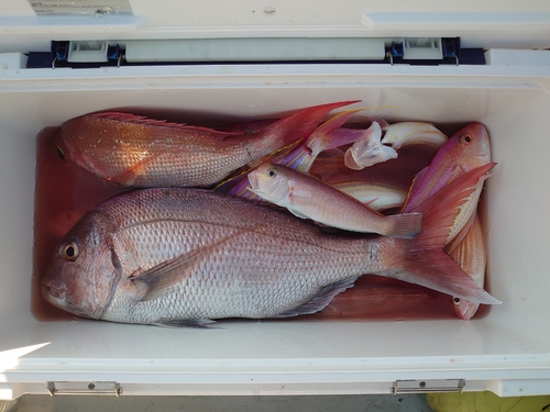 タイの釣果