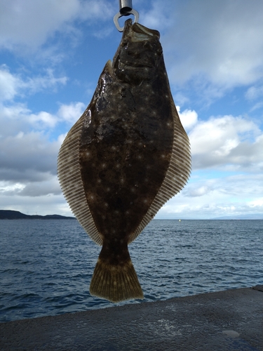 ヒラメの釣果