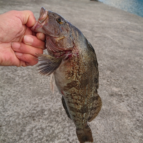 アイナメの釣果