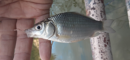 フナの釣果