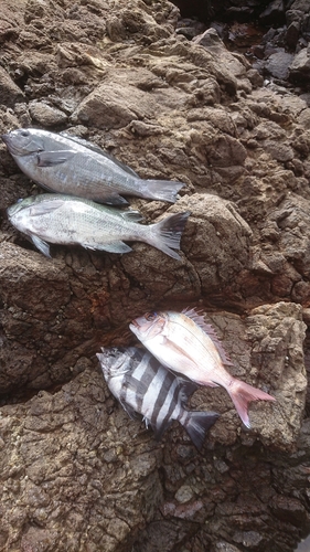 クチブトグレの釣果