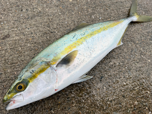 ハマチの釣果