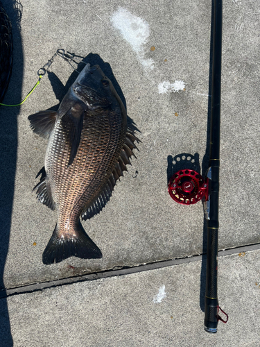 クロダイの釣果