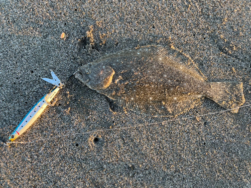 ソゲの釣果