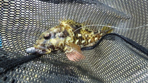 イソゴンベの釣果