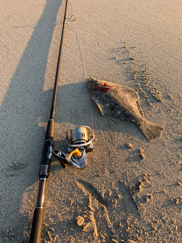 ソゲの釣果