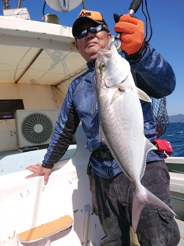 カンパチの釣果