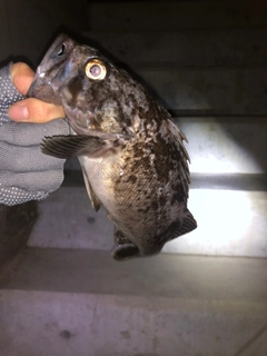 クロソイの釣果