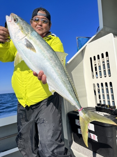 ブリの釣果