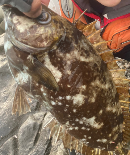 アイゴの釣果