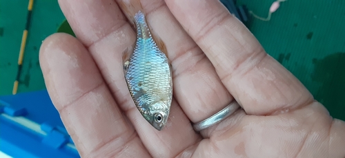 タイリクバラタナゴの釣果