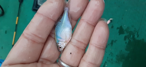 タイリクバラタナゴの釣果