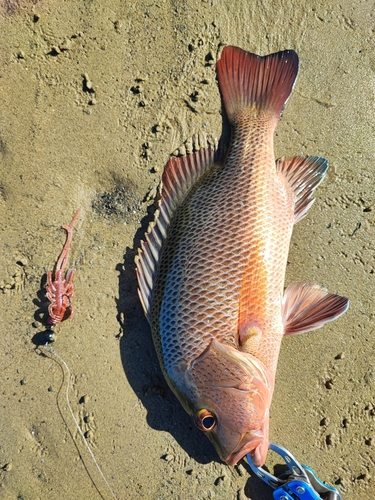 マングローブジャックの釣果