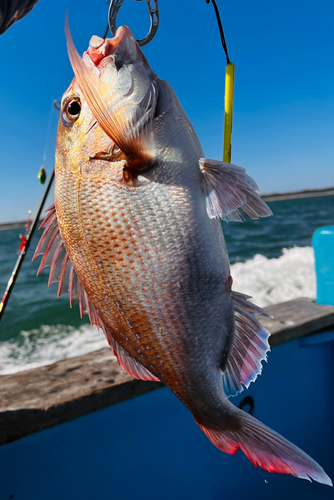 マダイの釣果