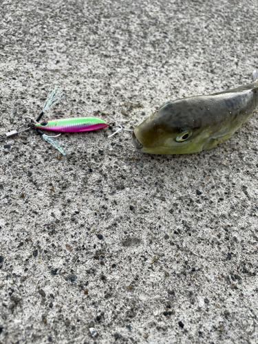 シロサバフグの釣果