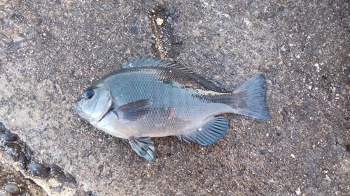 メジナの釣果