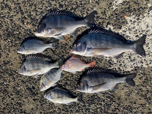 クロダイの釣果