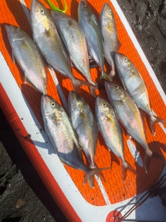 ショゴの釣果