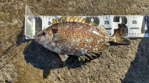 アイゴの釣果