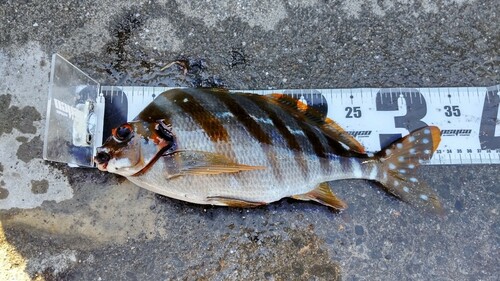 タカノハダイの釣果