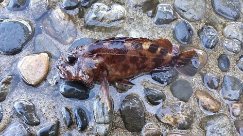 カサゴの釣果