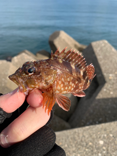 カサゴの釣果