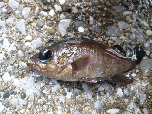 メバルの釣果