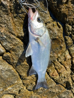 ヒラスズキの釣果