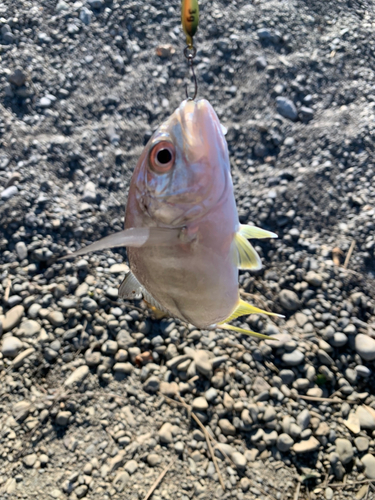 メッキの釣果