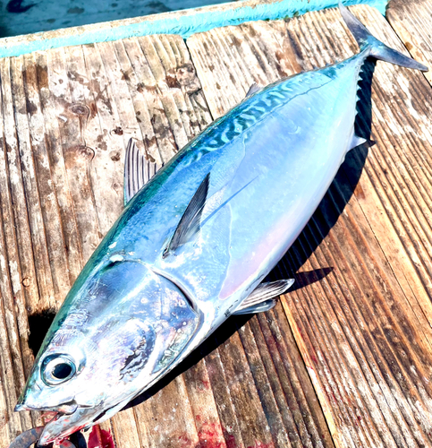 ヒラソウダの釣果