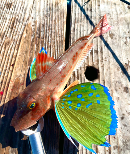 ホウボウの釣果