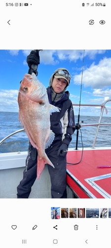 マダイの釣果