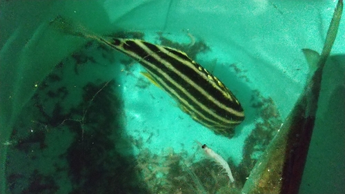 カゴカキダイの釣果