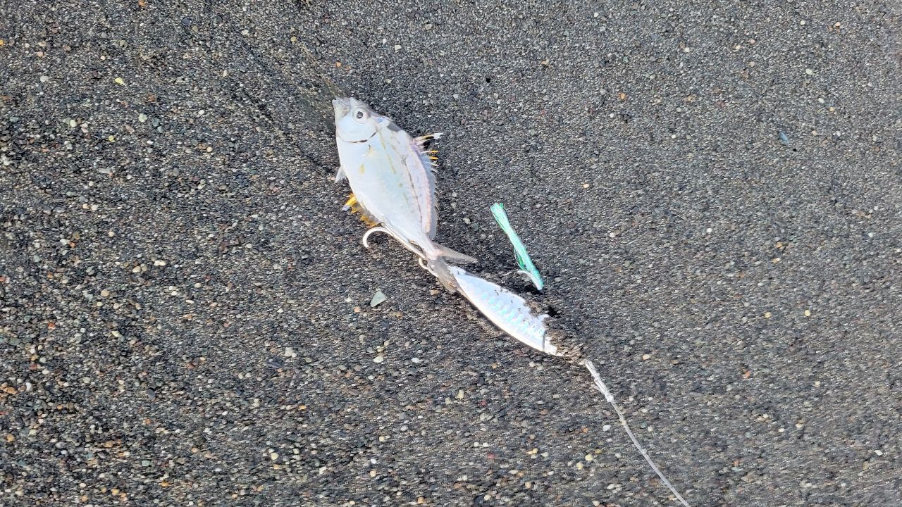 ヒイラギ