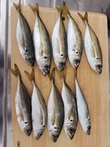 アジの釣果