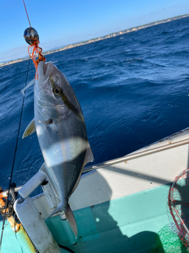 シオの釣果