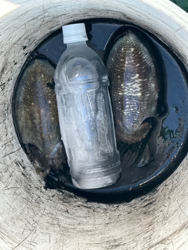 スミイカの釣果