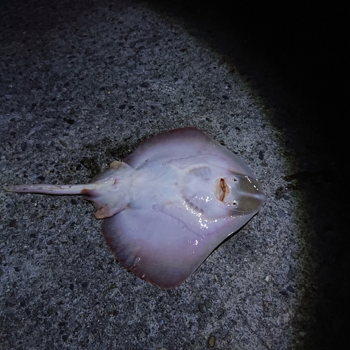 エイの釣果