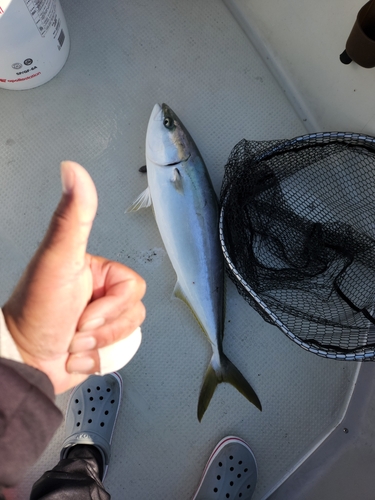 ハマチの釣果