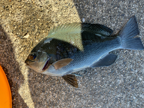 グレの釣果