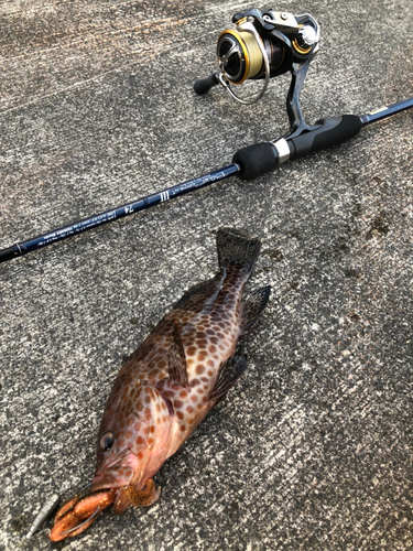 オオモンハタの釣果