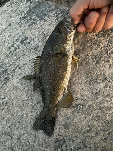 スモールマウスバスの釣果